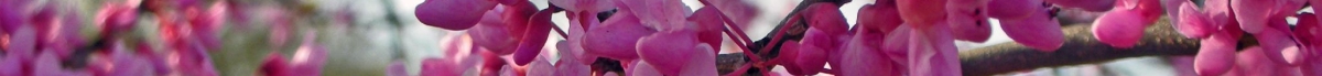 Blume